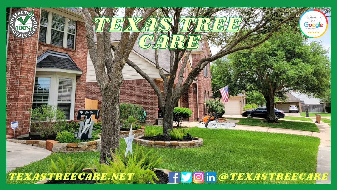 Texas Tree Care