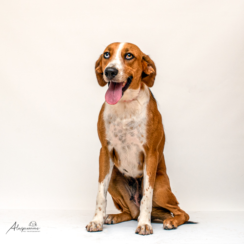 The Humane Society's Pets Fur People Tyler