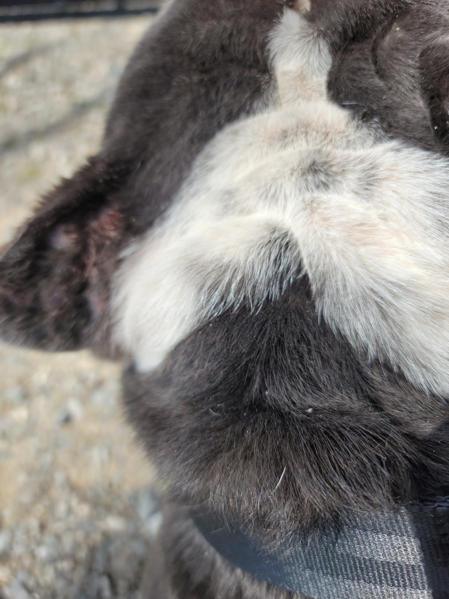 Tailwaggers Country Inn Van Alstyne