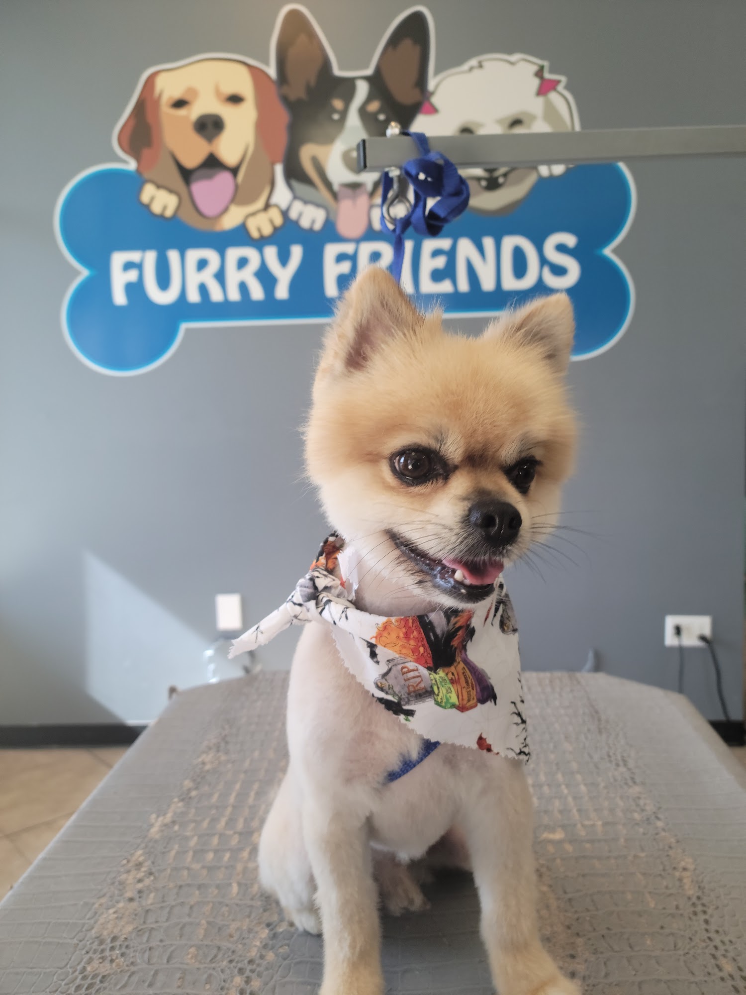 Furry Friends Dog Grooming