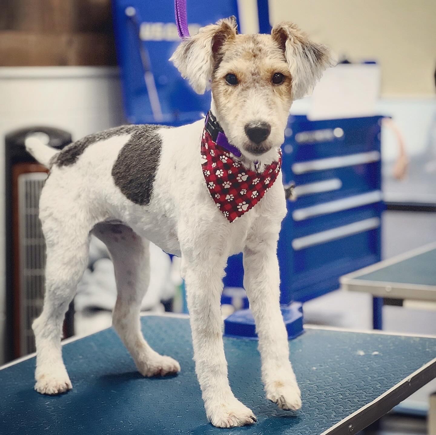 The Paw Spa Kaysville Kaysville
