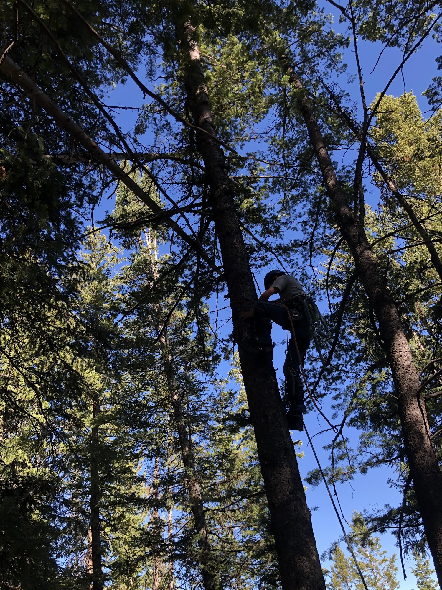 Utah Tree Works - SavATree