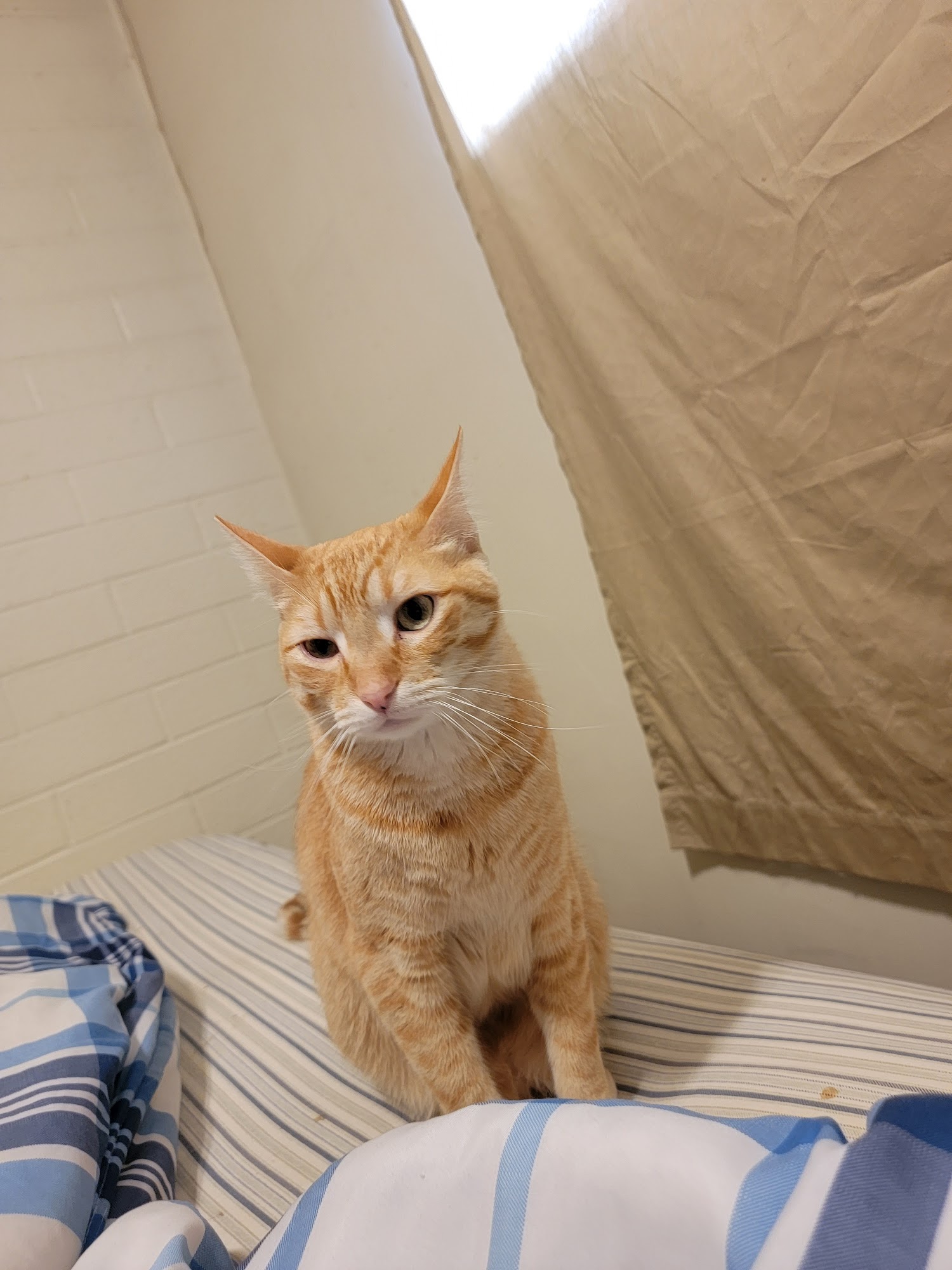 Cache Humane Society Logan