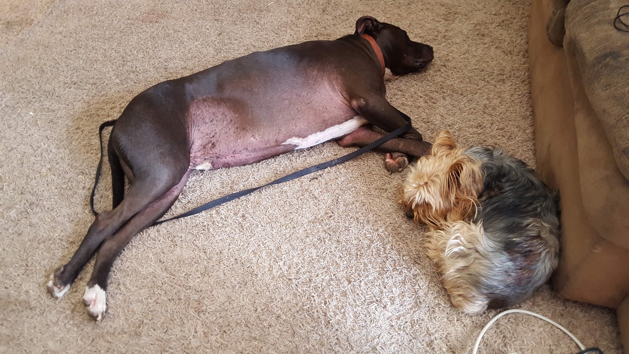 Marian's Pet Services Ogden