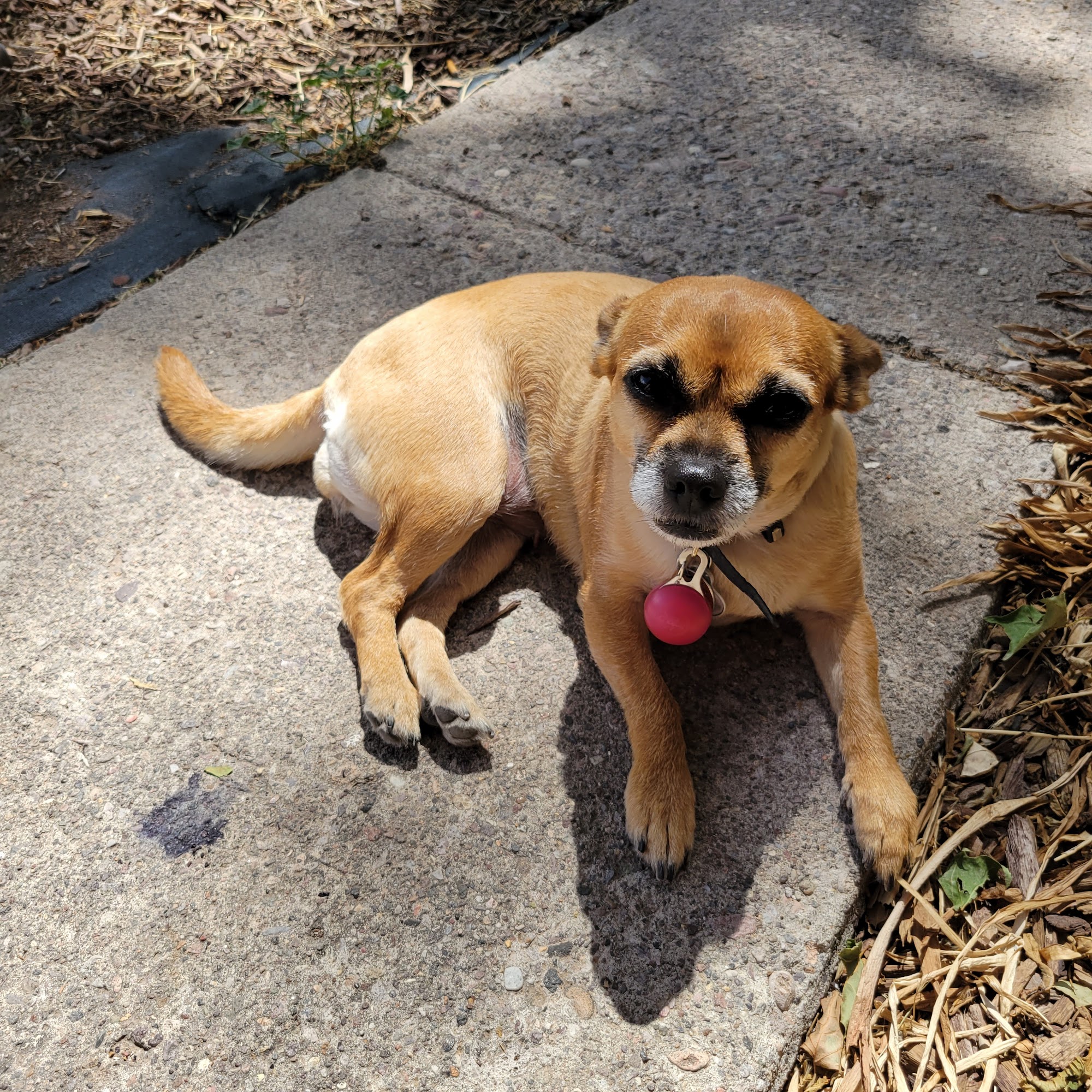 Pet Parlor Richfield