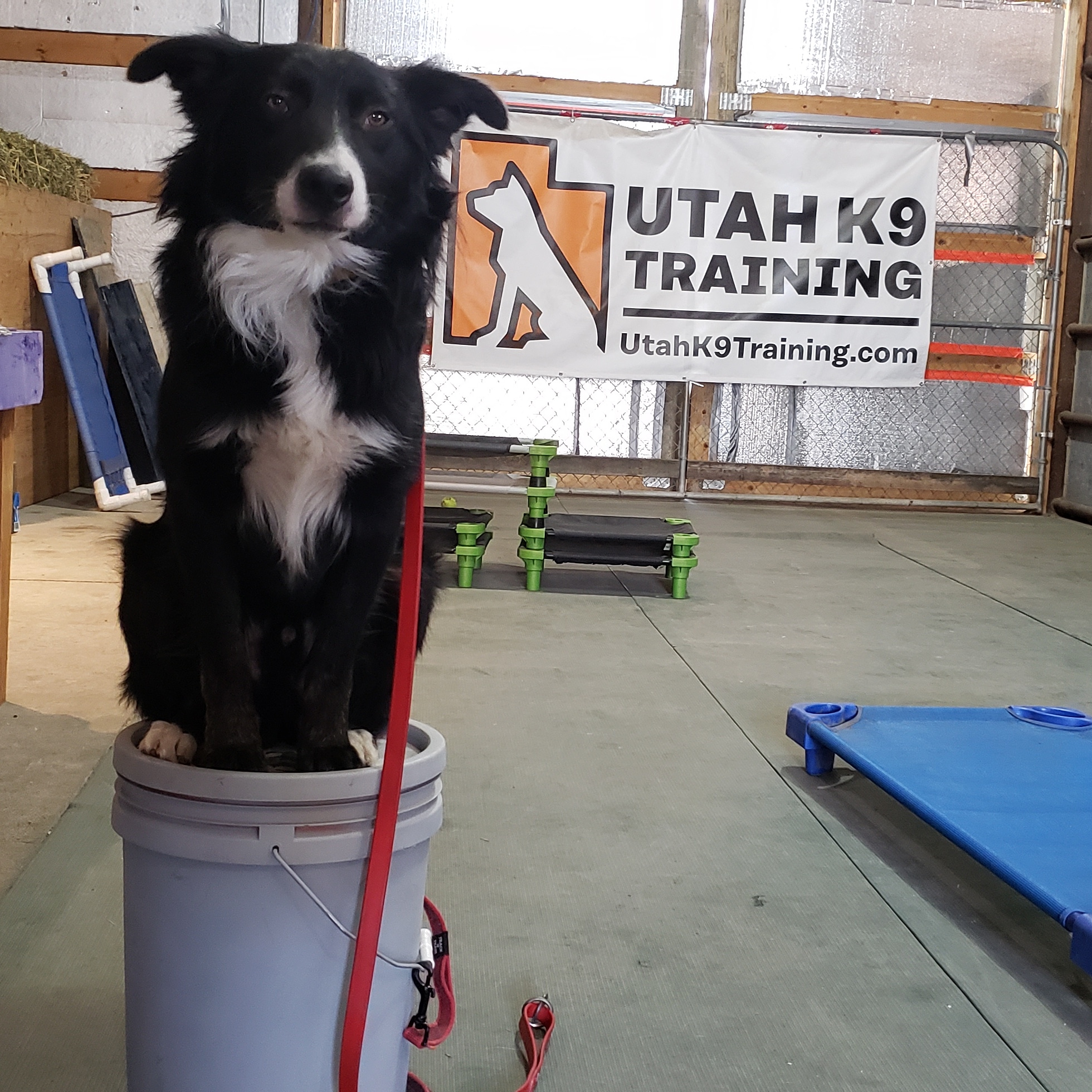 Utah K9 Training Sandy