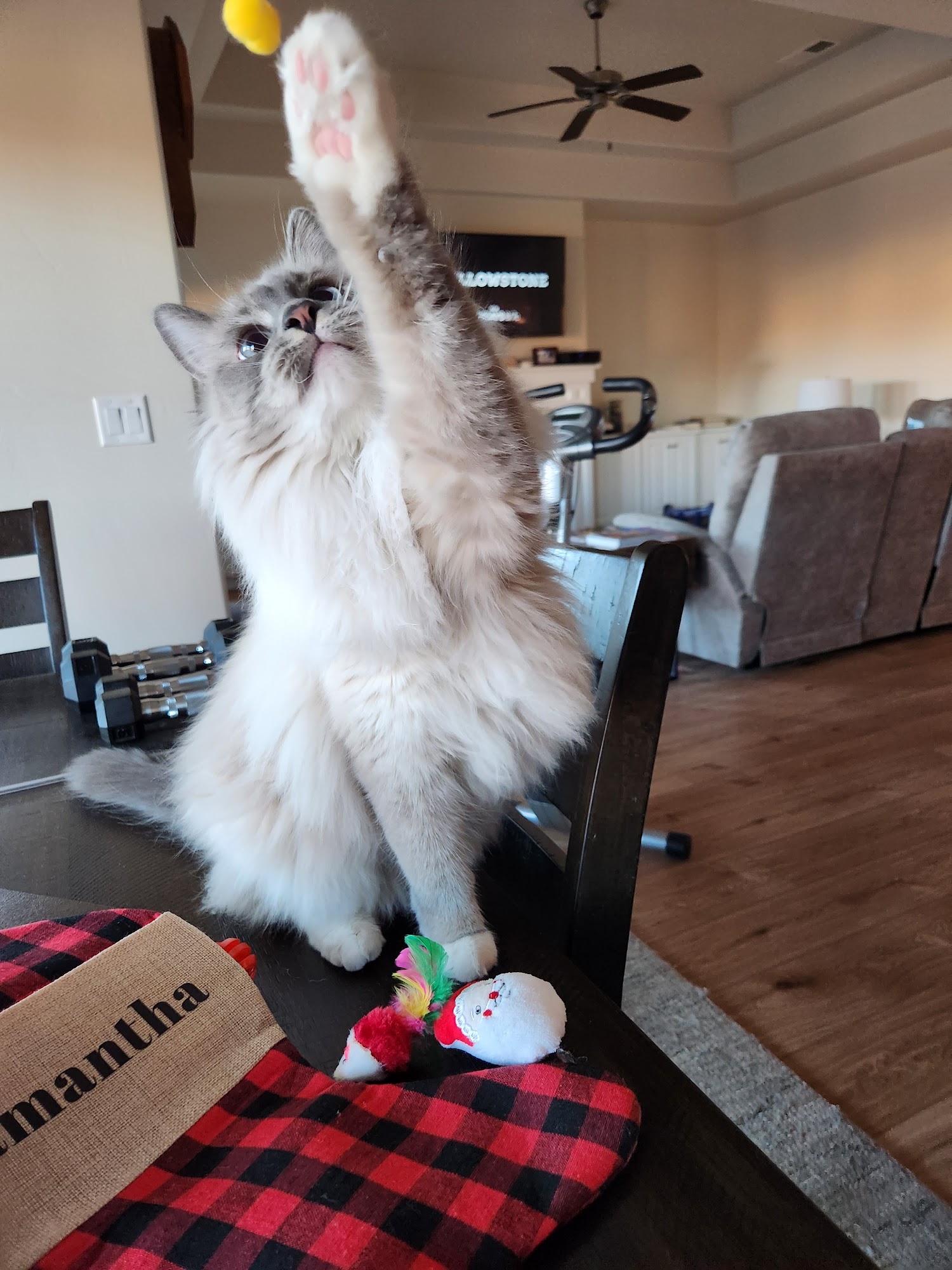 Washington Animal Shelter Washington