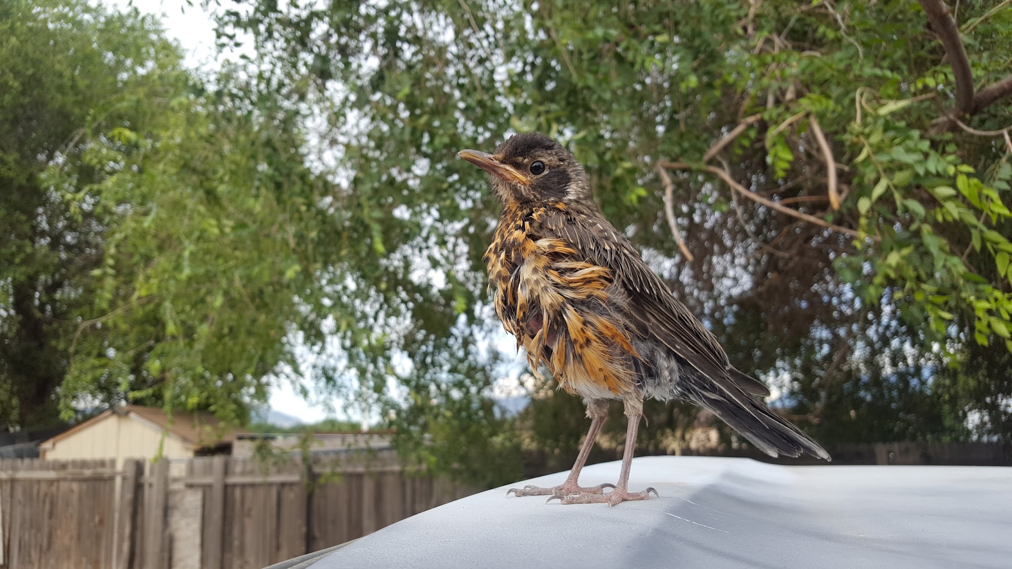 Avian Sanctuary and Protection West Valley City