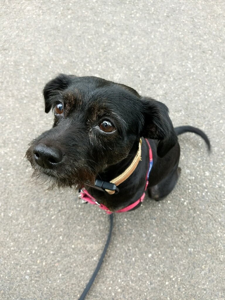 Pinnacle Pet Spa & More Alexandria