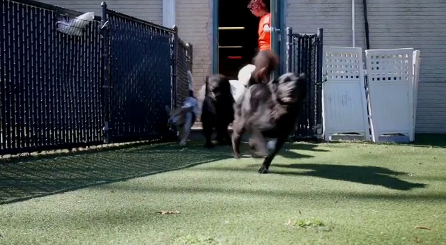 A Dog's Day Out Alexandria