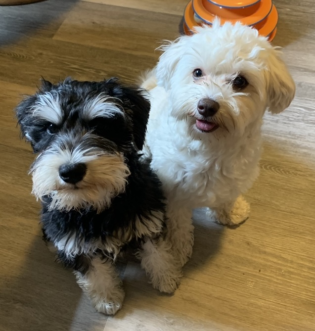 The Board Hound Alexandria