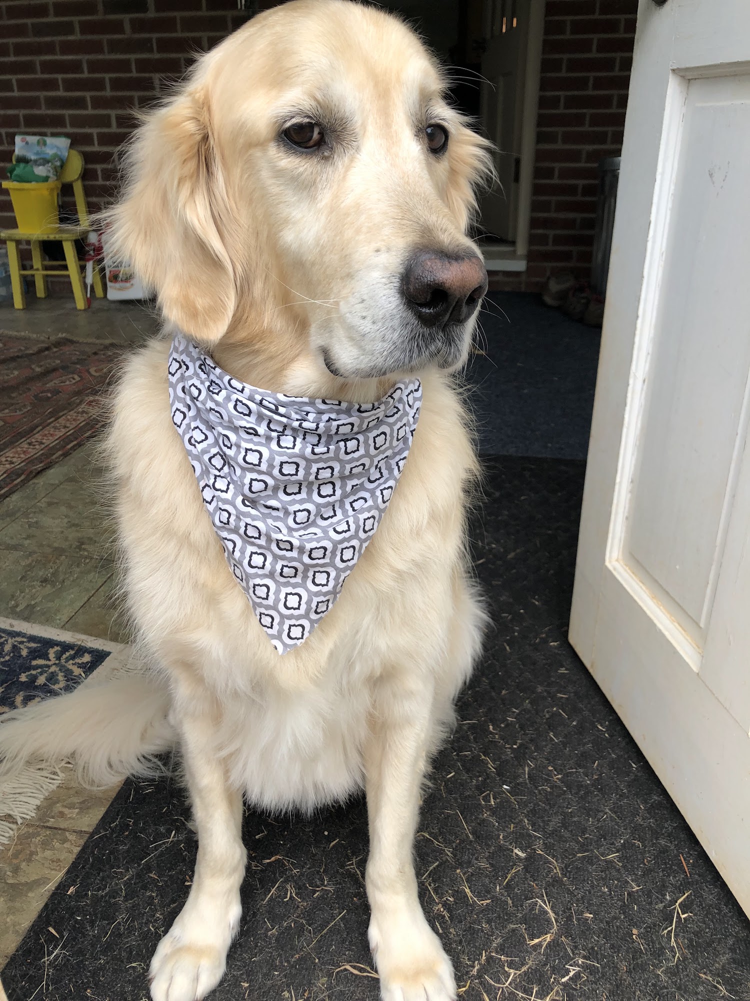 Sheila's Pet Grooming Amherst