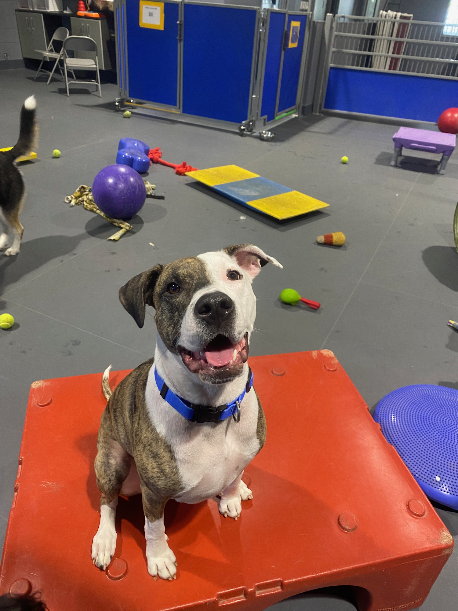 Fur-Get Me Not Pet Care Arlington