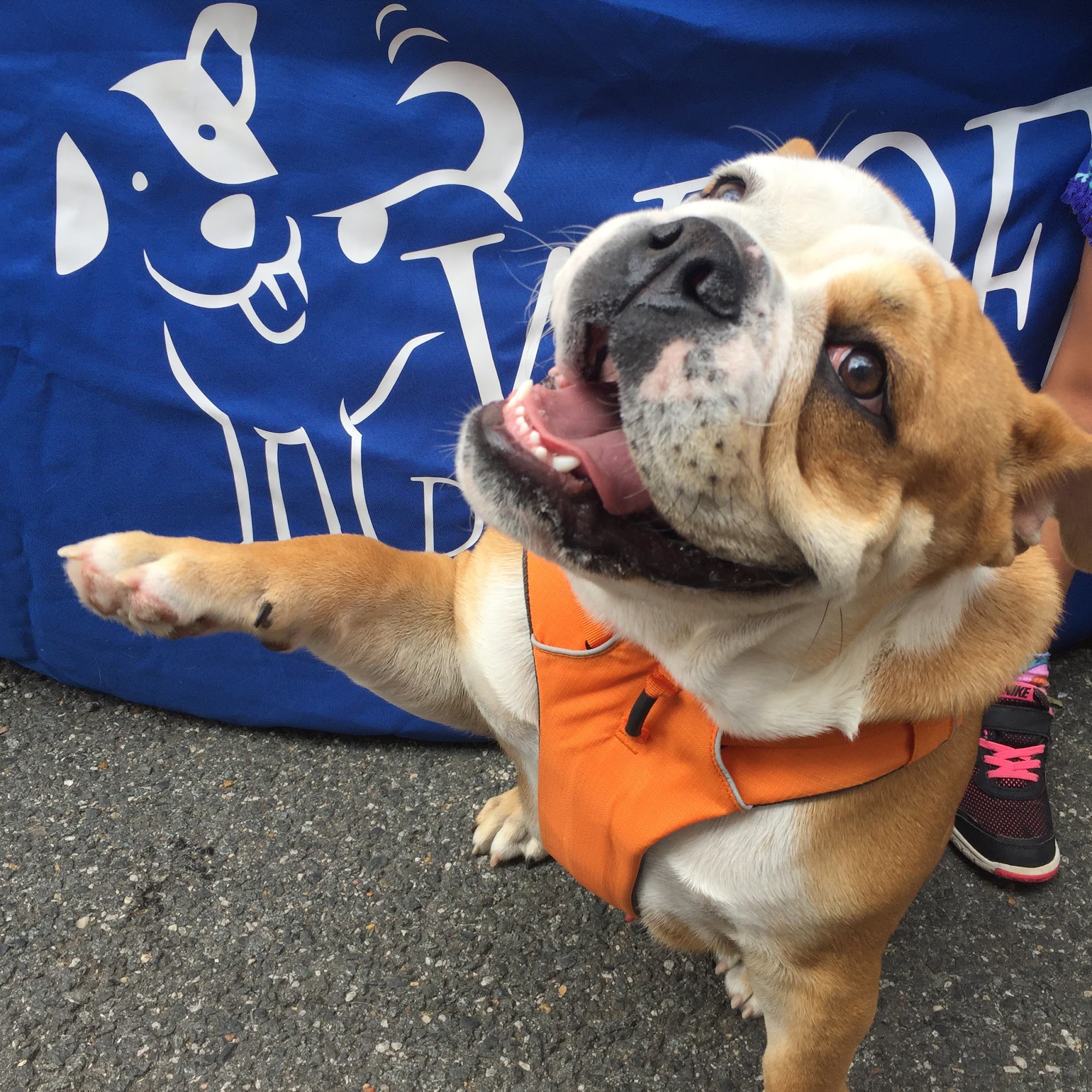 WOOFS! Dog Training Center Arlington