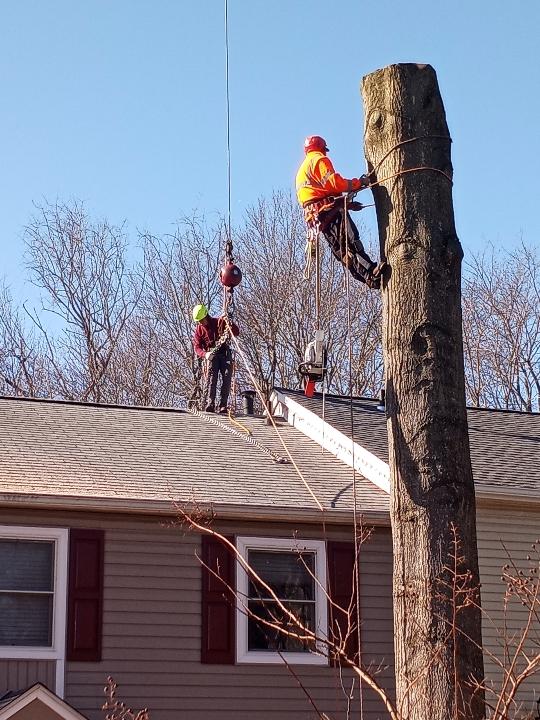 Capitol Tree Care Inc