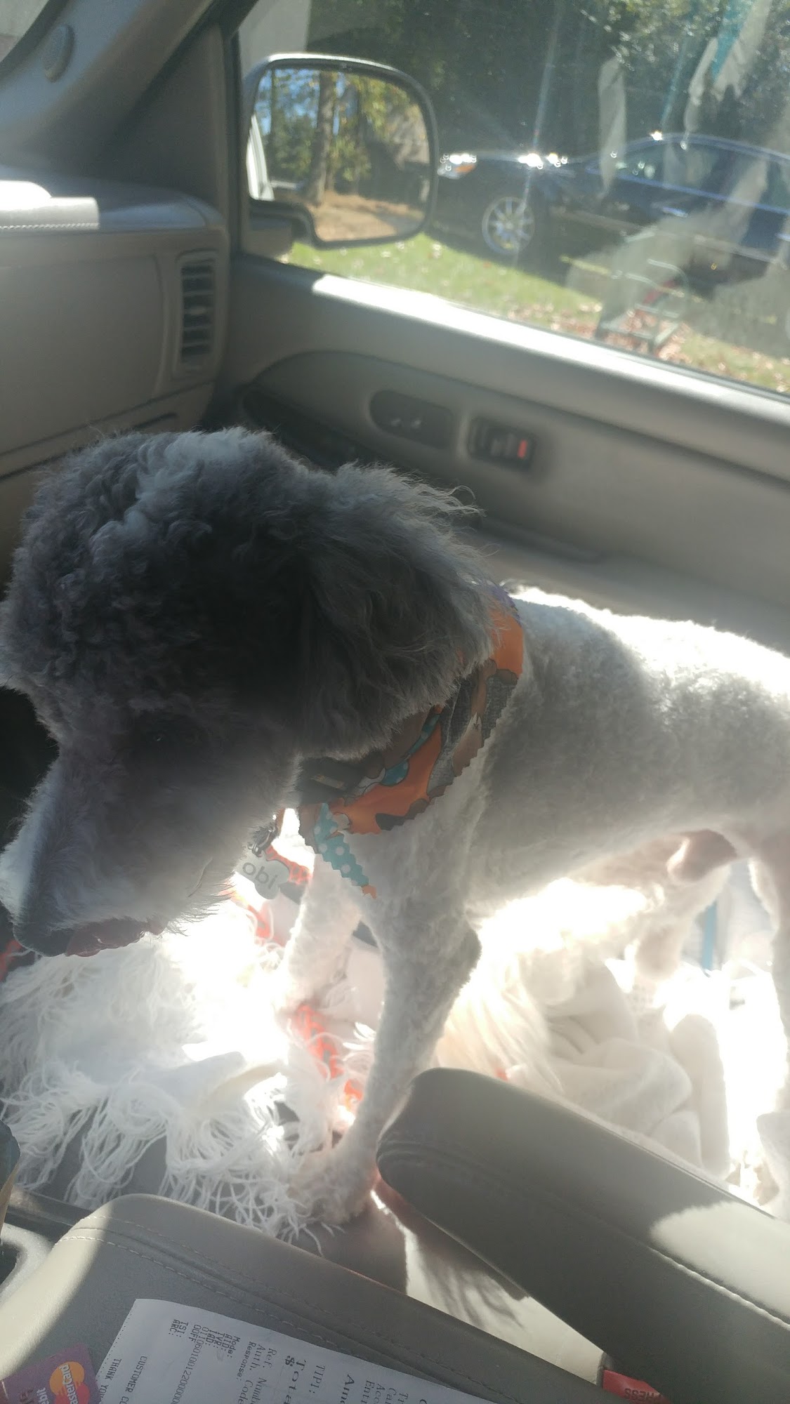 Heartstrings Pet Lodging and Spa Blacksburg