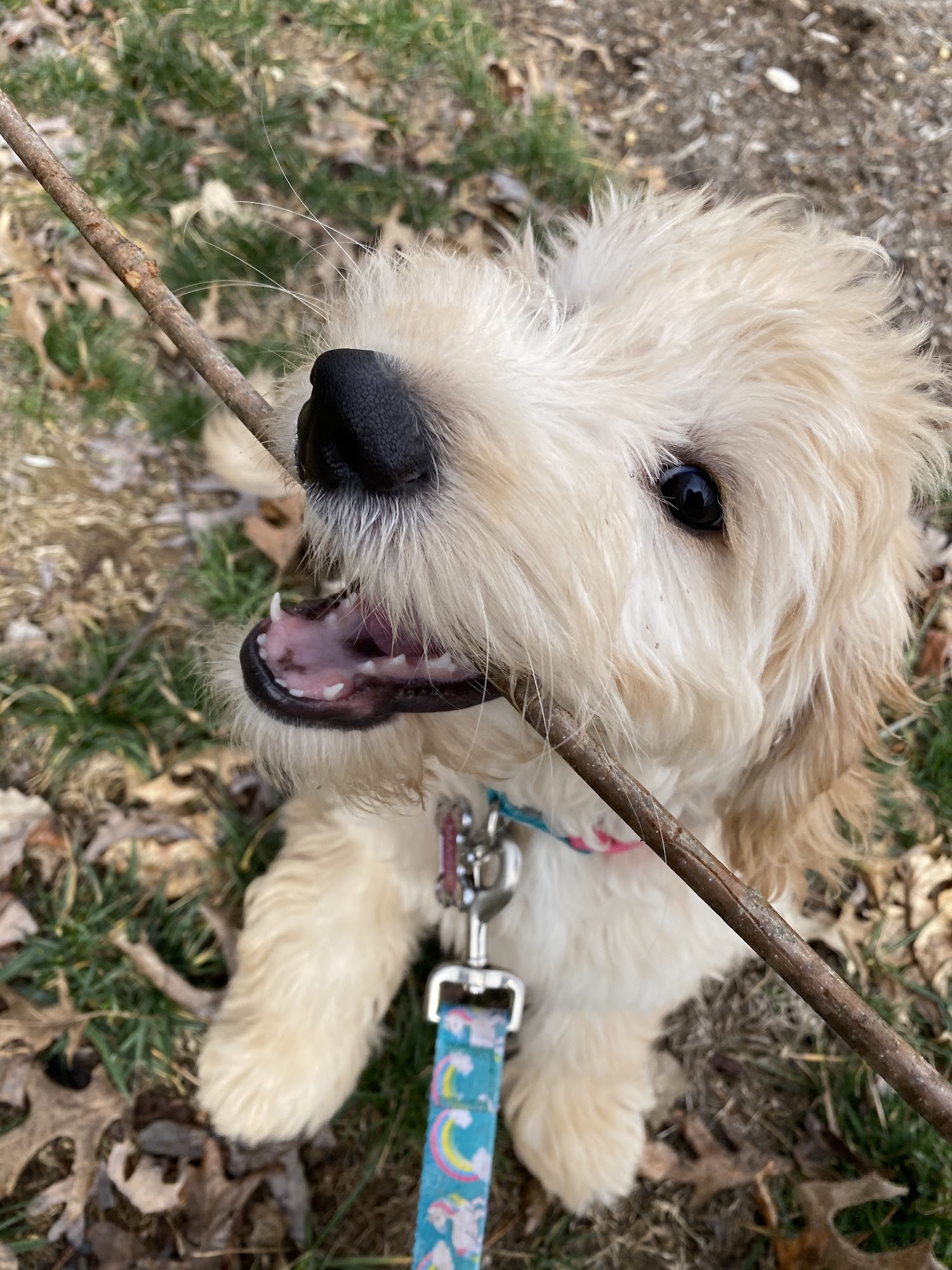 Prestige Pet-Sitting Agencies, LLC Blacksburg