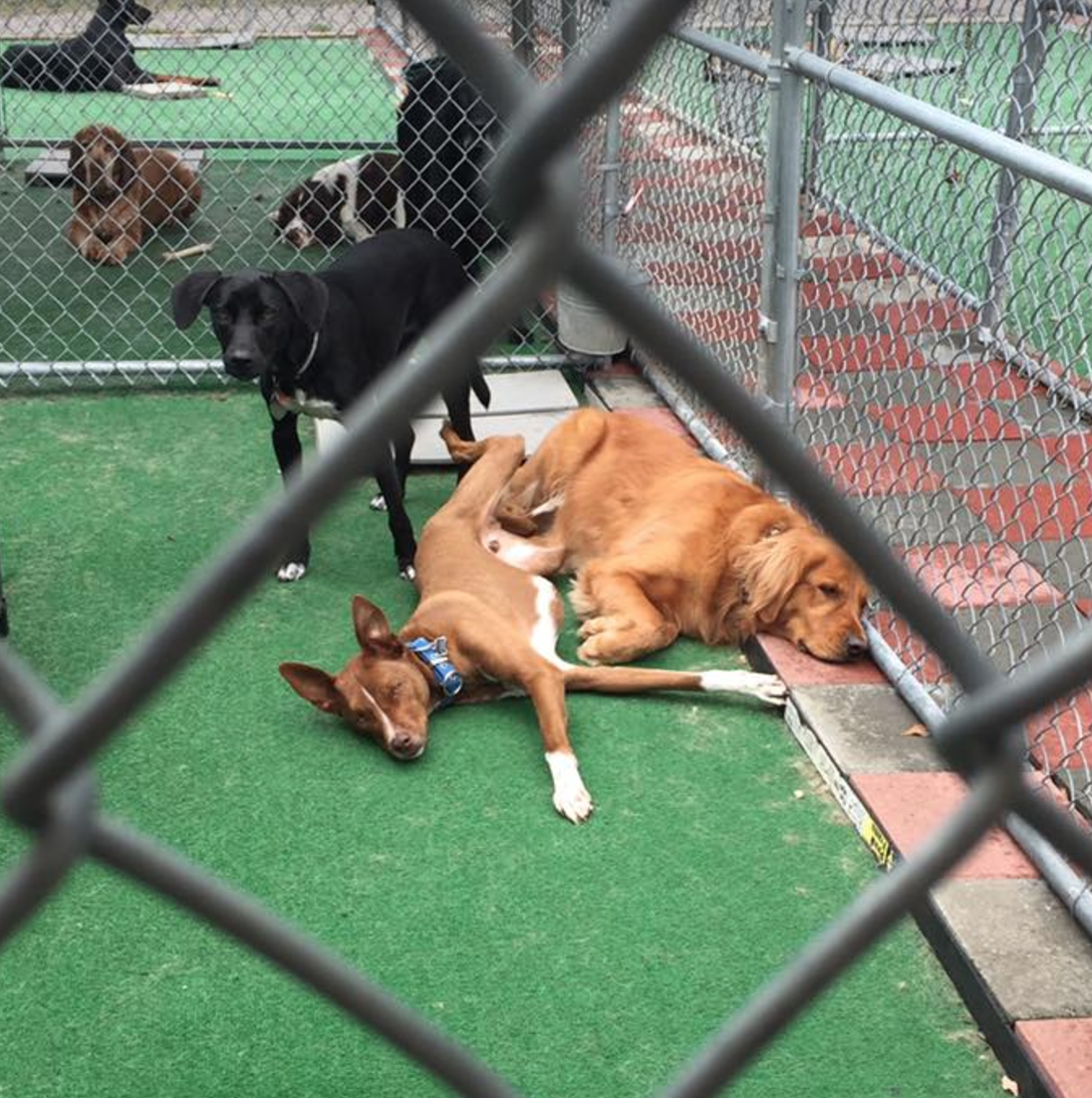 Hollywood Pets Danville