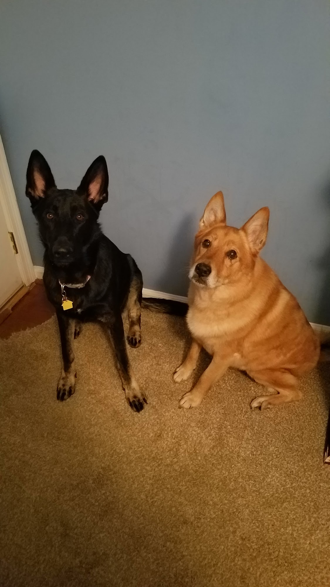 TLC Pet Grooming Danville