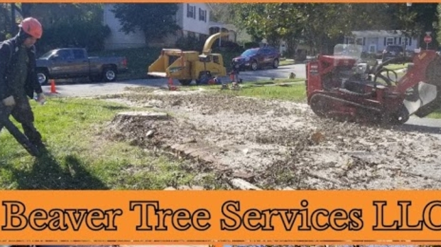 Beaver Tree Service Llc