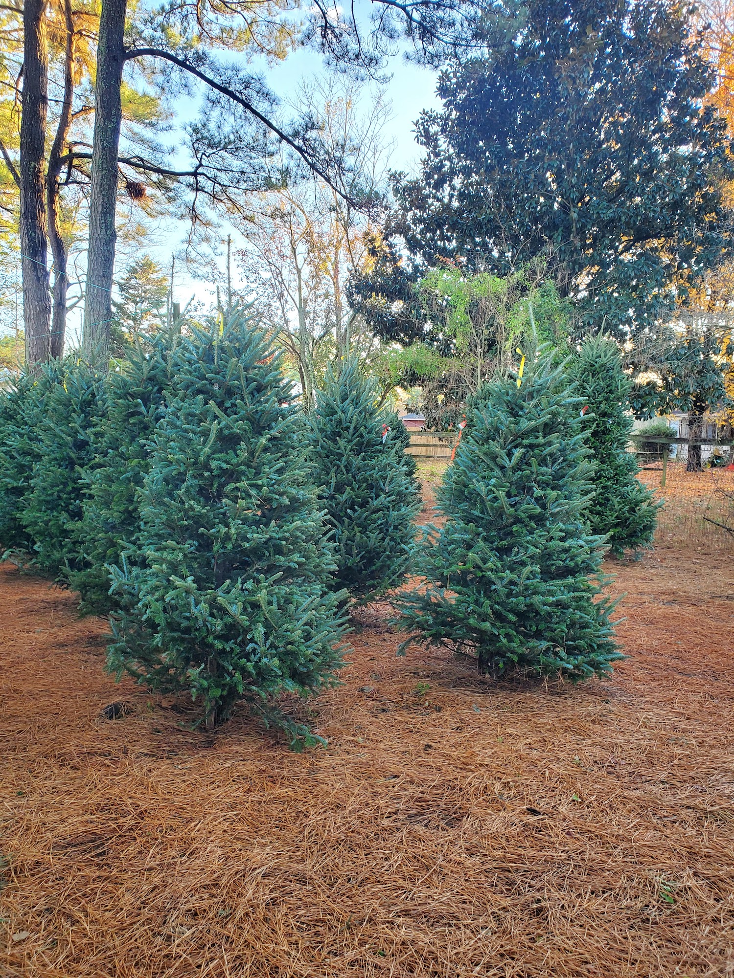 Hudgins Nursery & Garden Center Inc 2604 Hudgins Rd, Hayes Virginia 23072