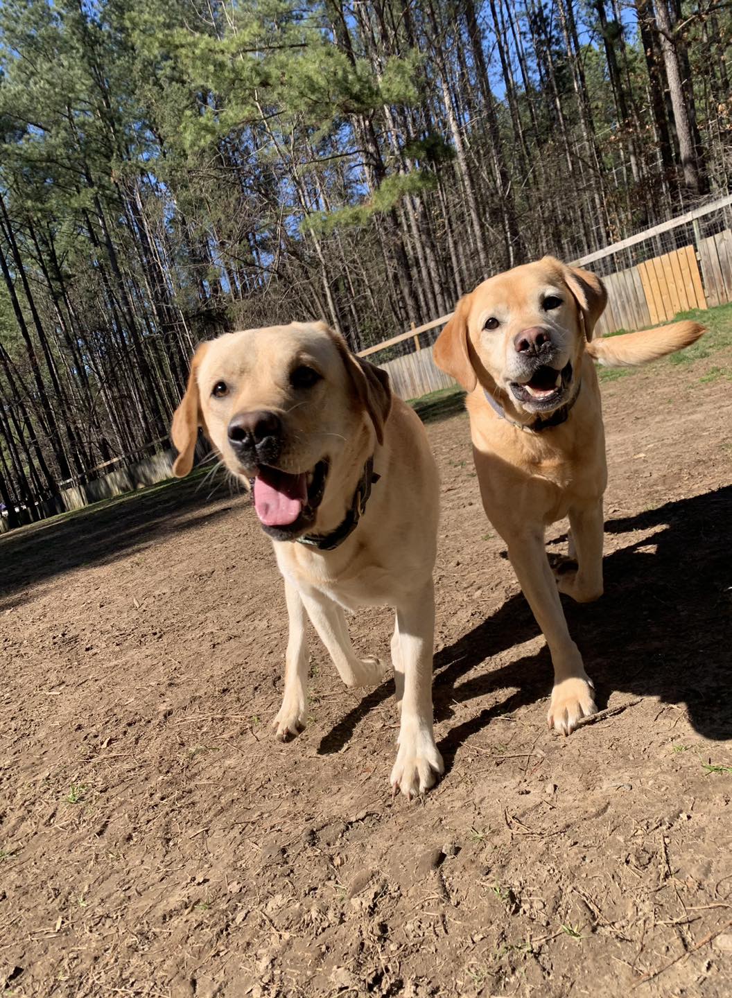 Country Club Kennels & Training 9394 Pine Glade Ln, Locust Grove Virginia 22508