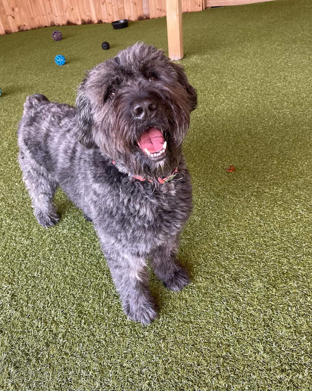 Petz Boarding and Doggie Daycare Lynchburg