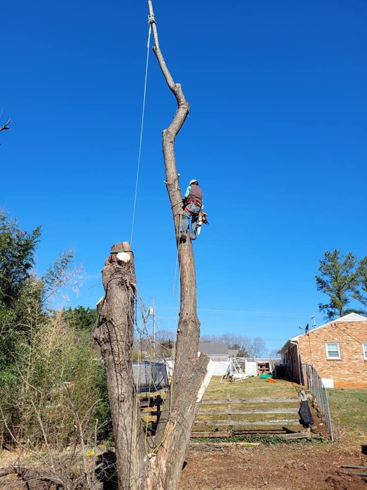 RMZ Tree Service LLC 328 Woodys Lake Rd, Madison Heights Virginia 24572