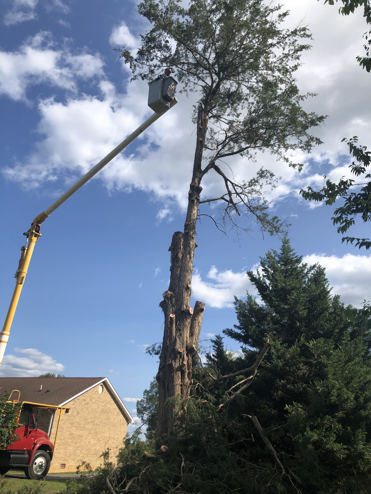 Timber Loving Care Tree Service
