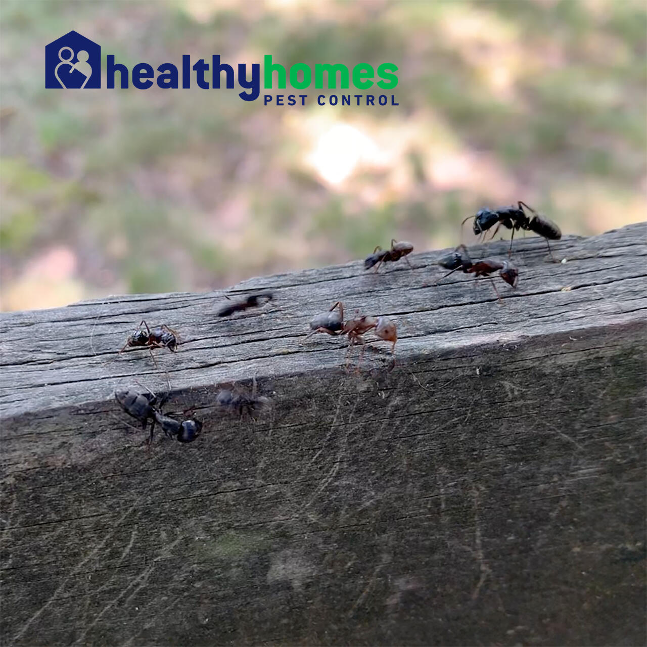 Healthy Homes Pest Control 478 Stoneleigh Rd, Palmyra Virginia 22963