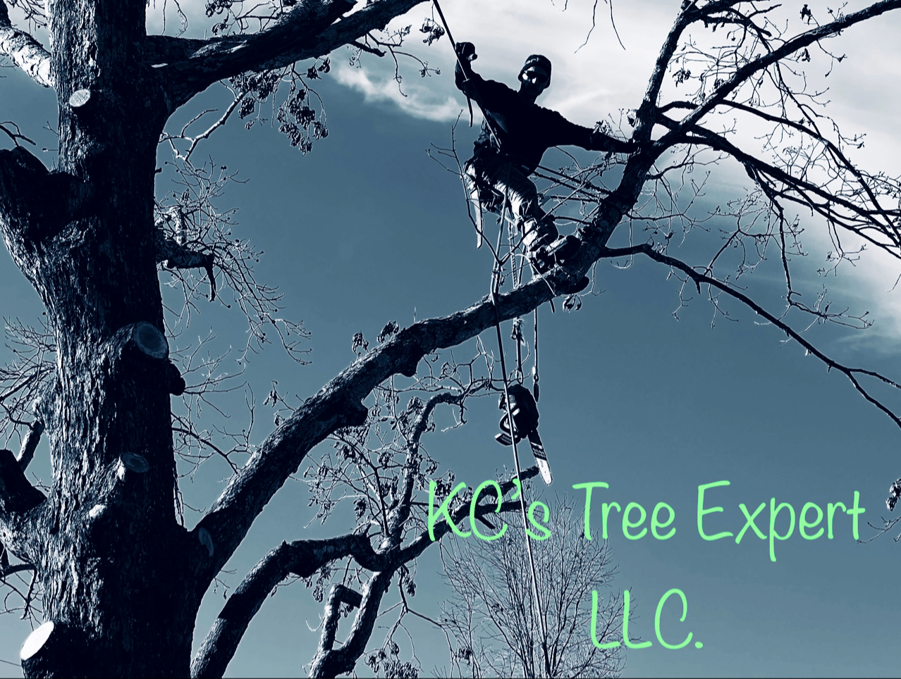 KC's Tree Expert, LLC