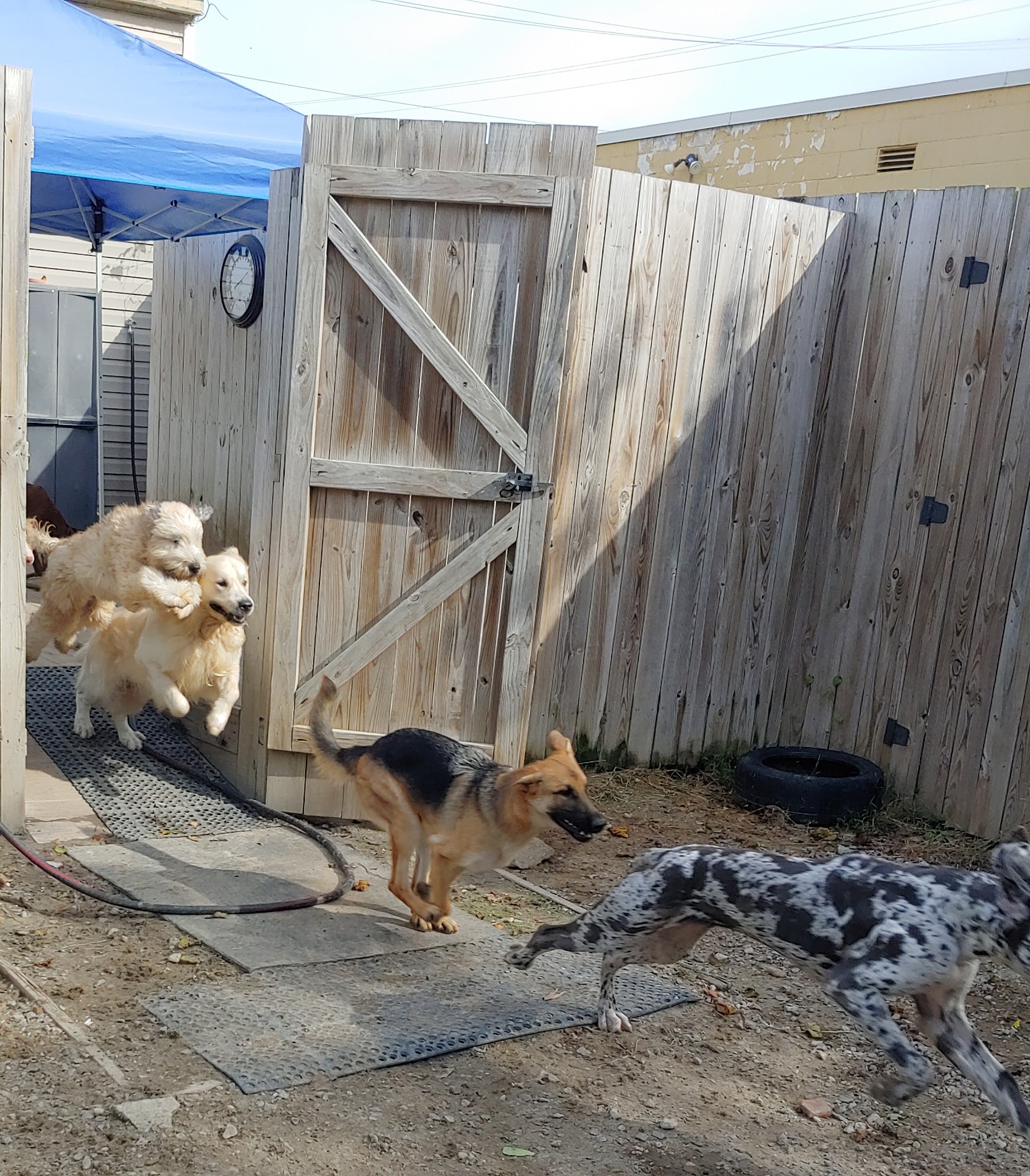 Churchland K9 Portsmouth