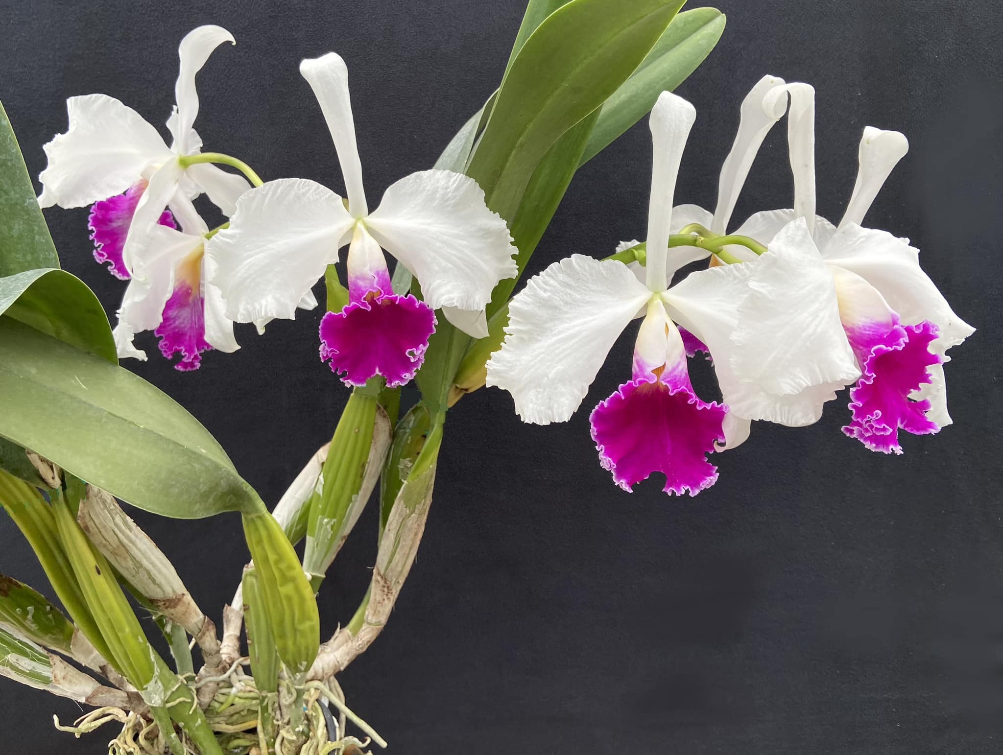 Chadwick & Son Orchids 1240 Dorset Rd, Powhatan Virginia 23139