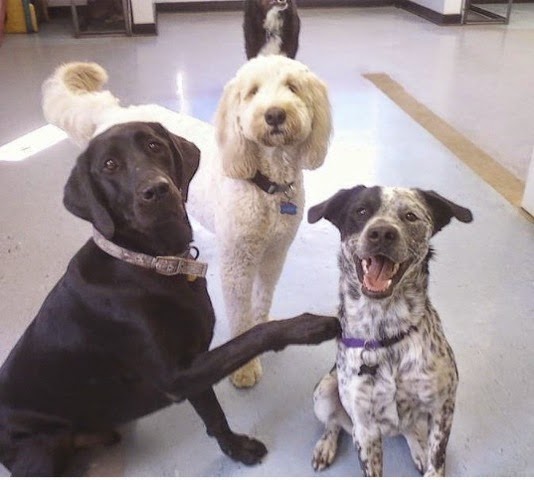 PETS at PLAY Richmond