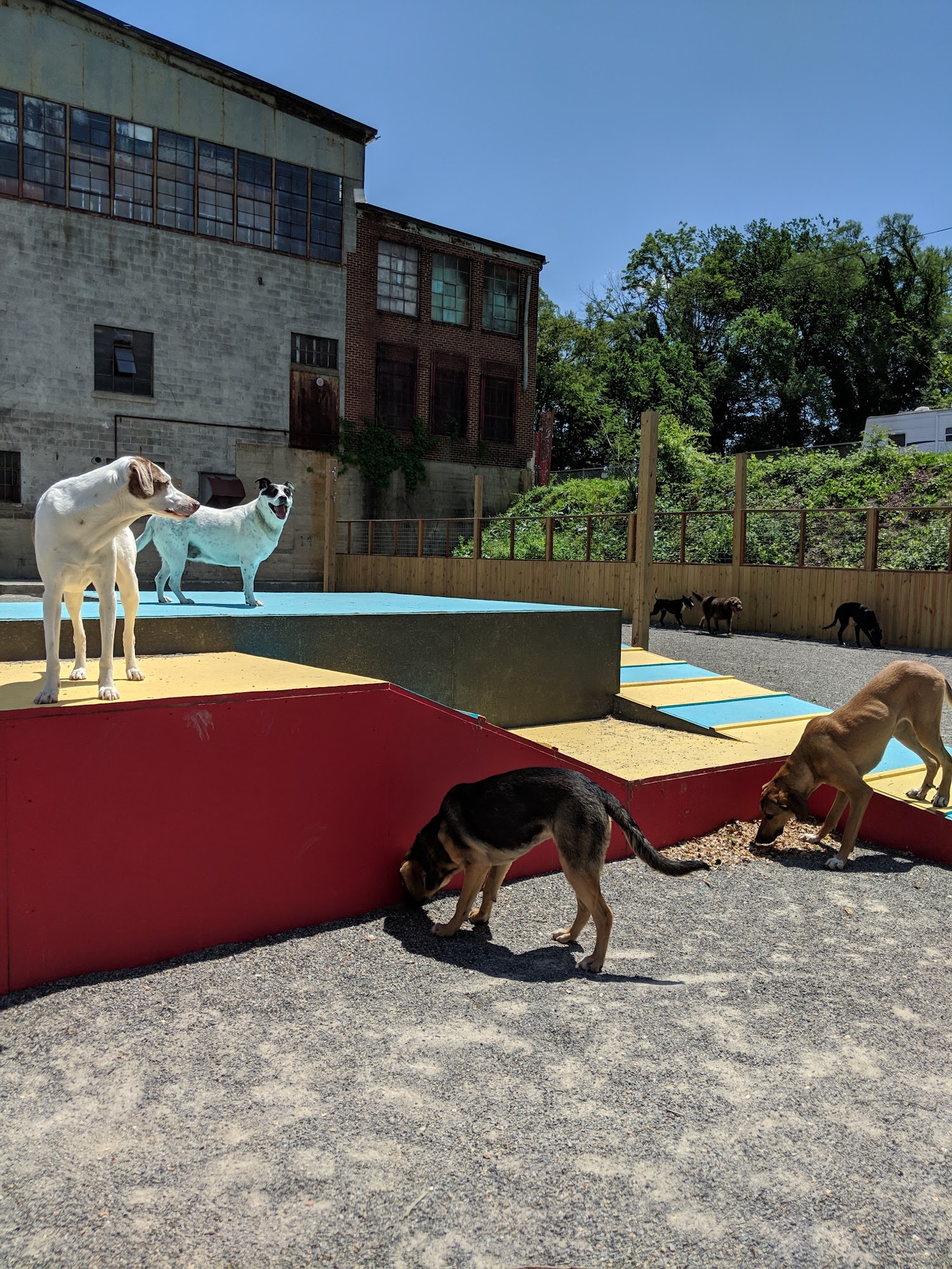 City Dogs Boarding & Playcare Roanoke