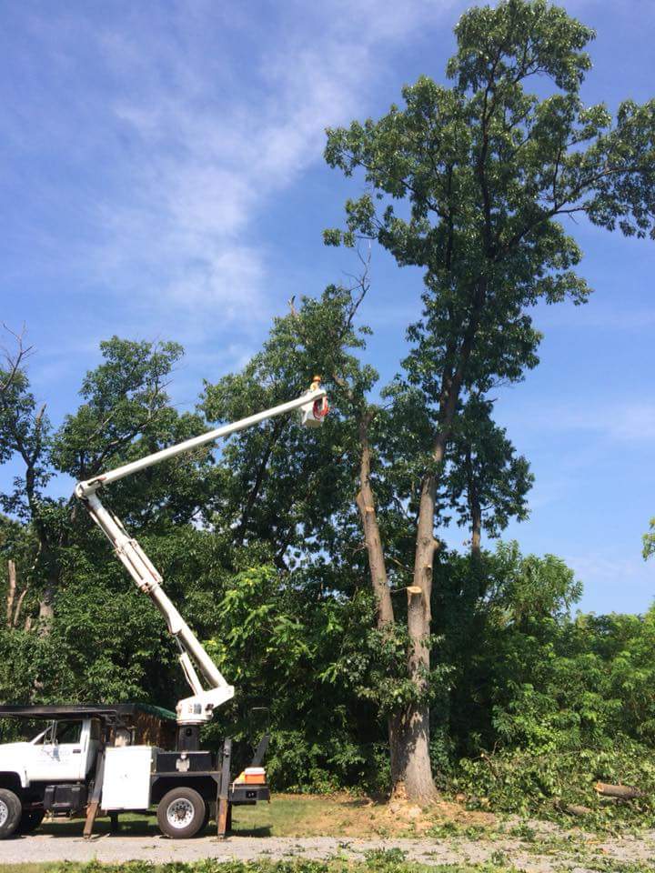 Dinges Tree Service