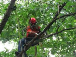 Roanoke County Tree Service