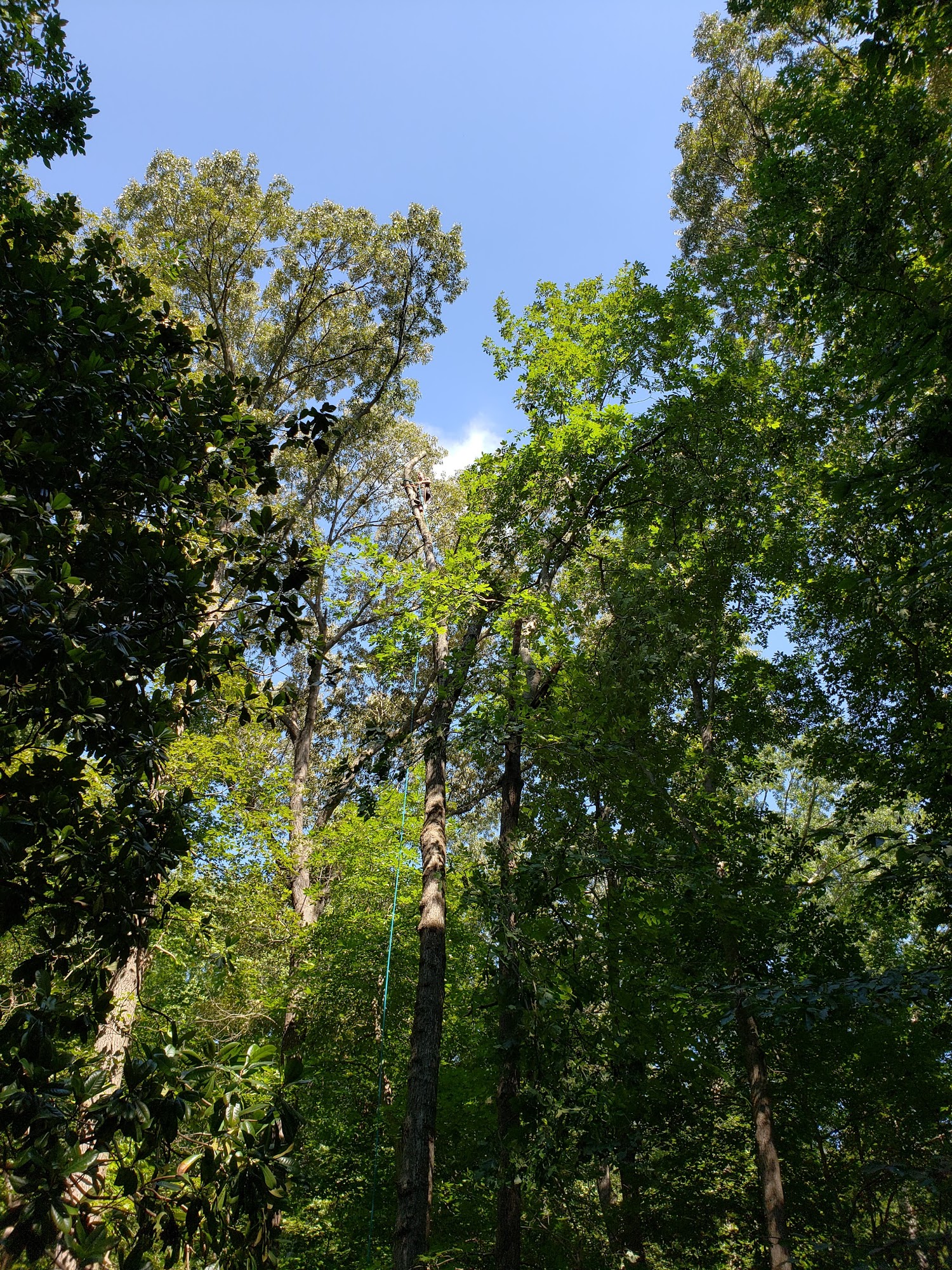 Williamsburg Tree Service llc