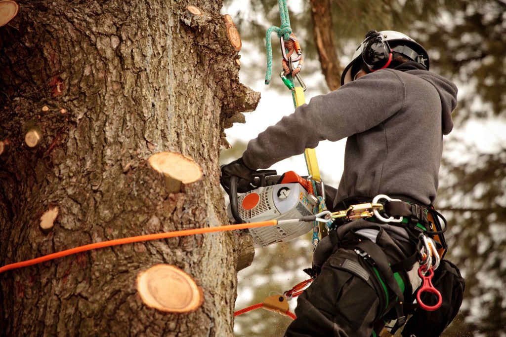 Javier Tree Company - Mulching in Winchester VA, Tree Cutting Service & Stump Removal