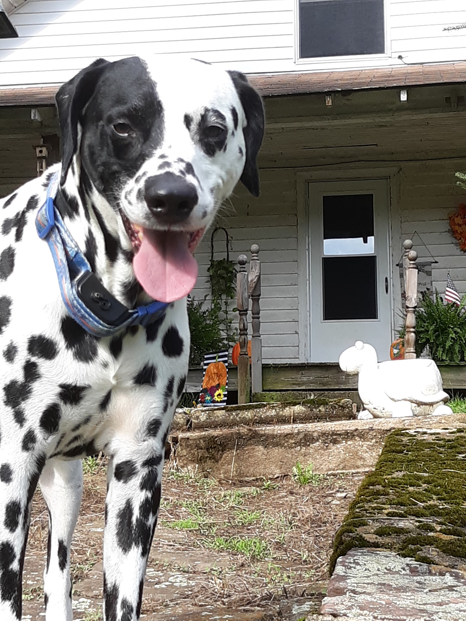 Wythe County Animal Clinic