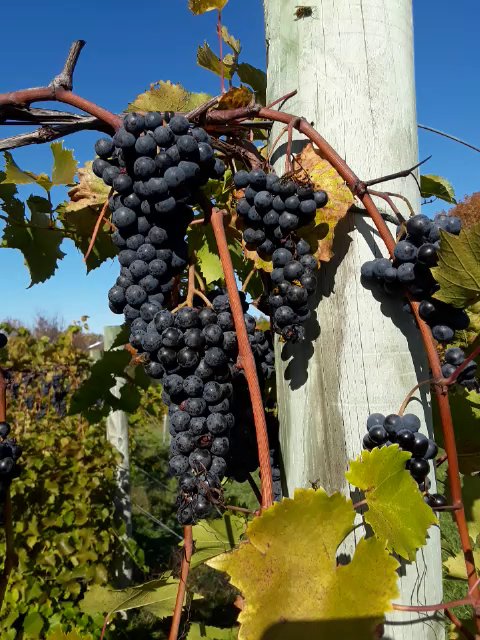 Shelburne Vineyard