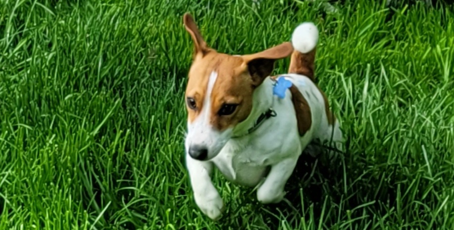 Creature Comforts Kennels Auburn