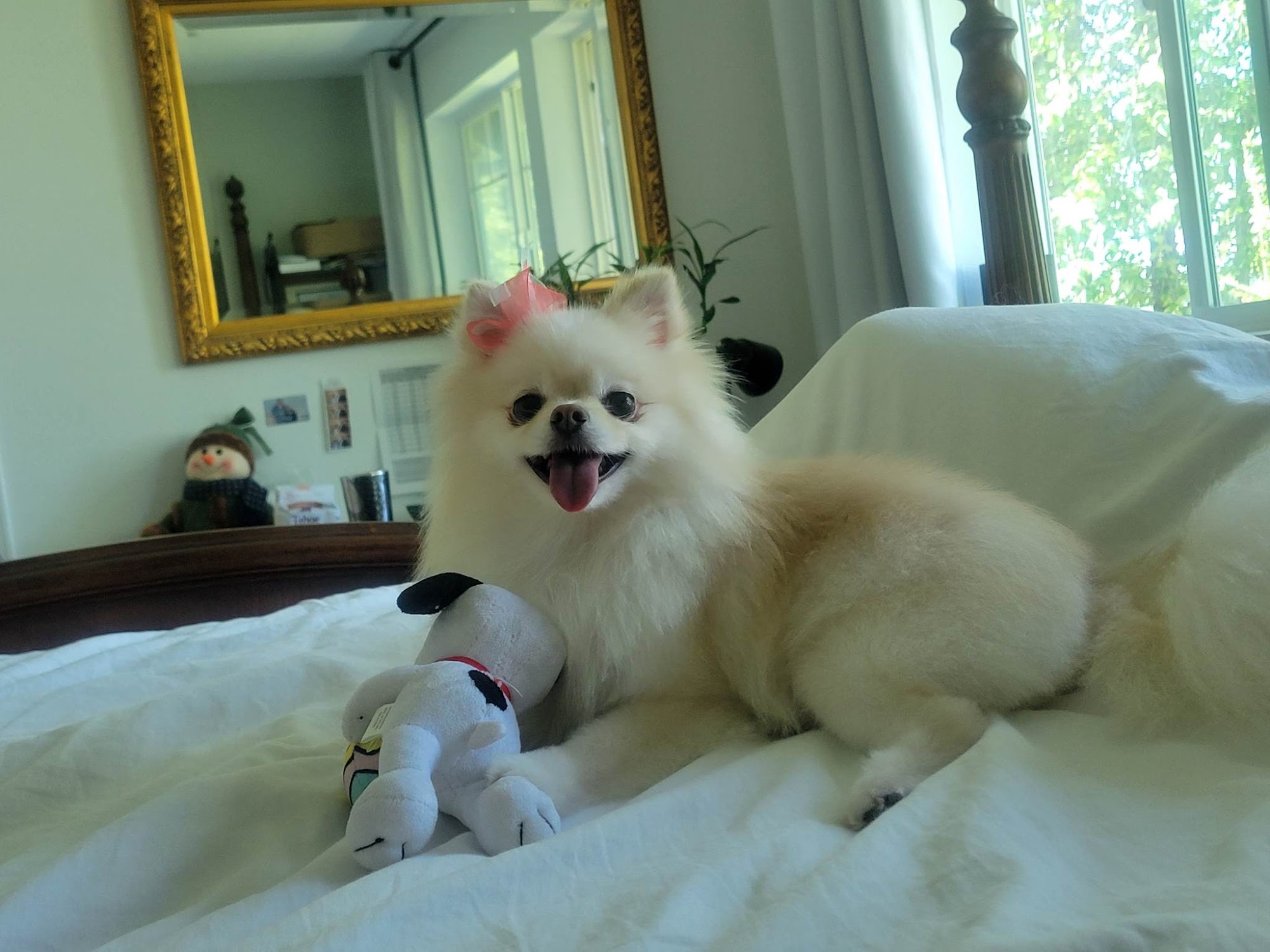 Ruff N Fluff Pet Grooming Auburn