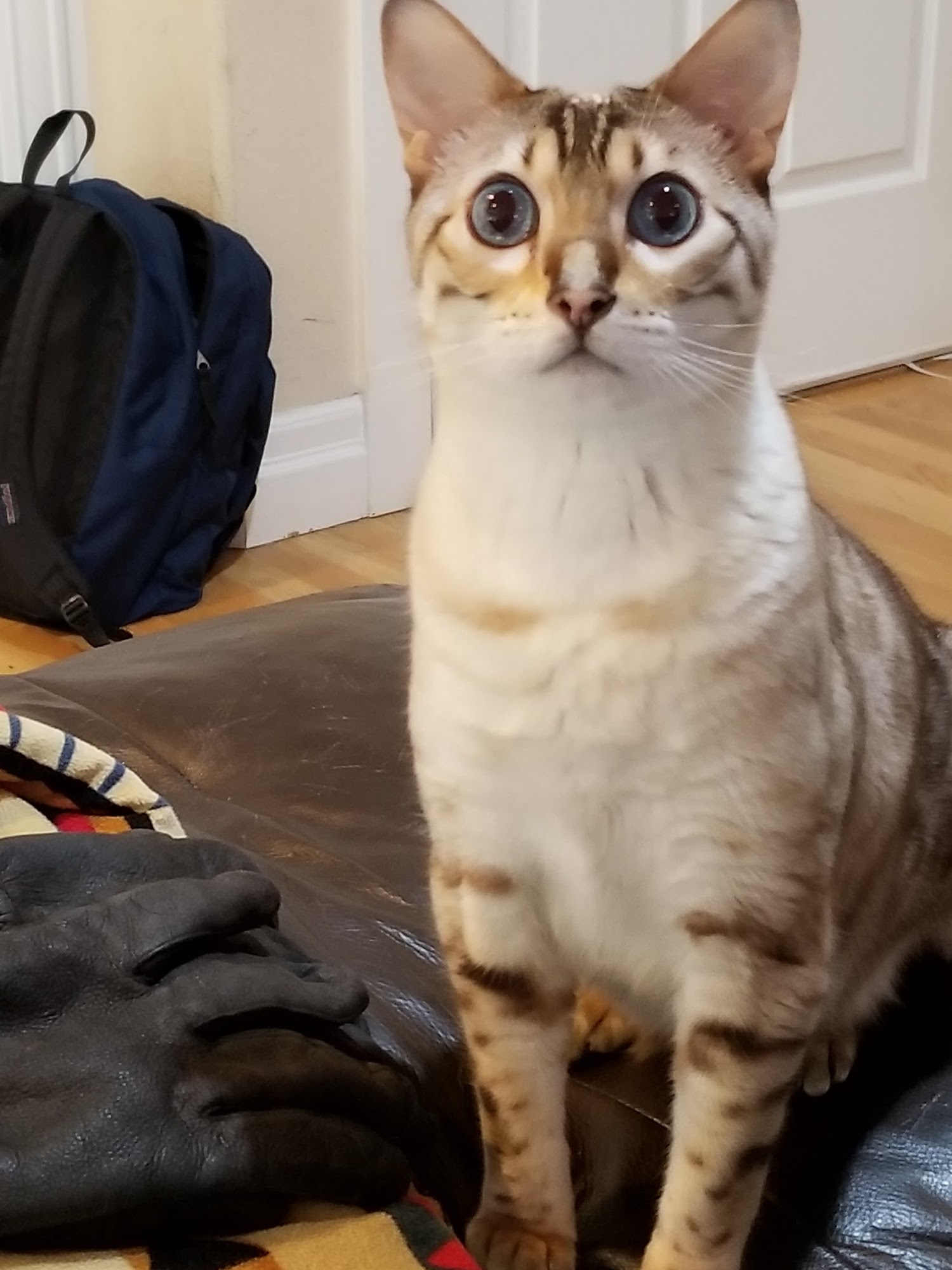 Bellevue Pet Sitters Bellevue