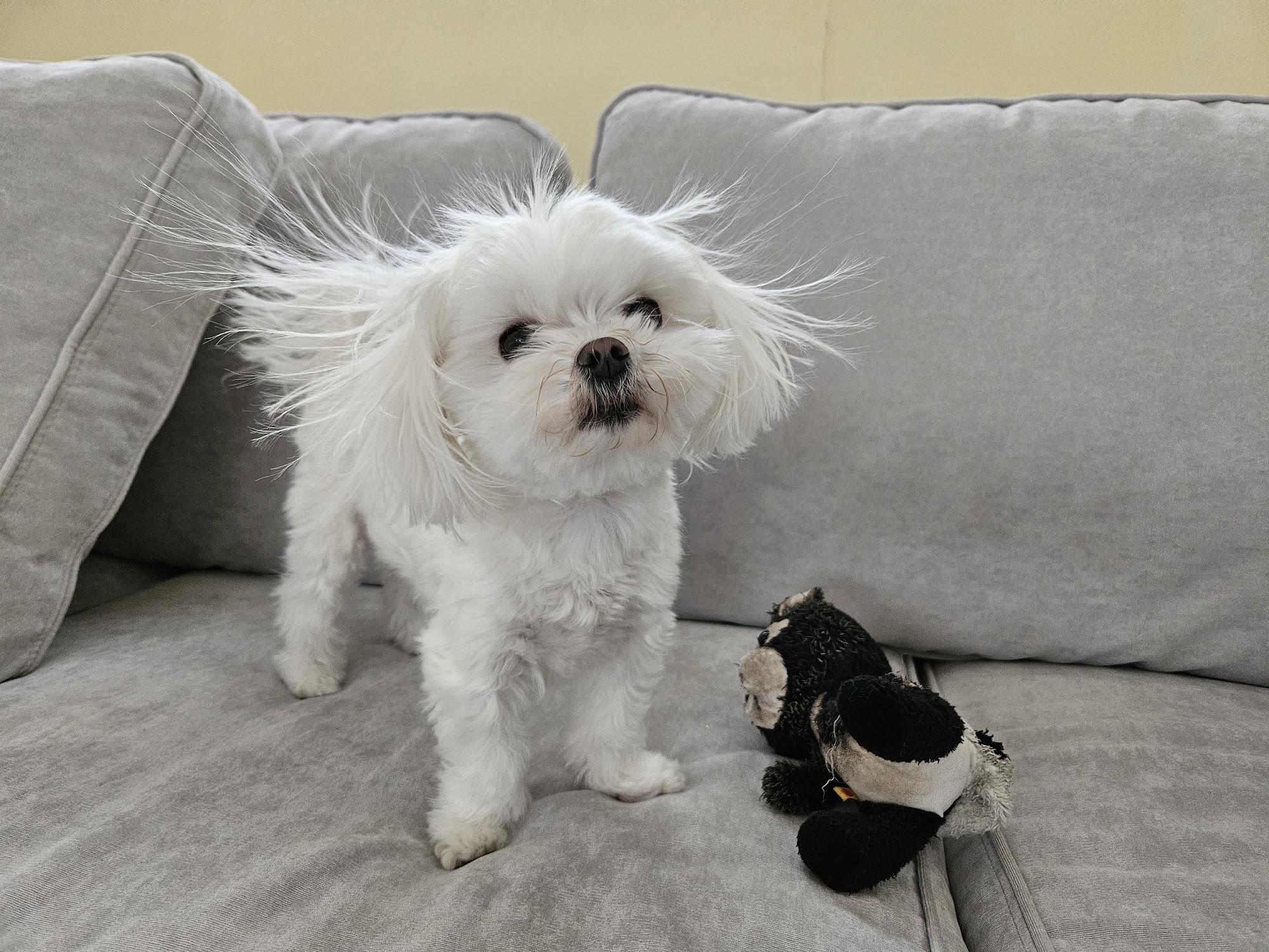 Tesslan Dog Spa LLC Bellevue