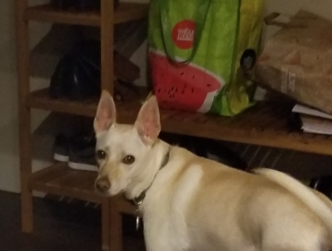 newcastle dog walking & cat sitting services