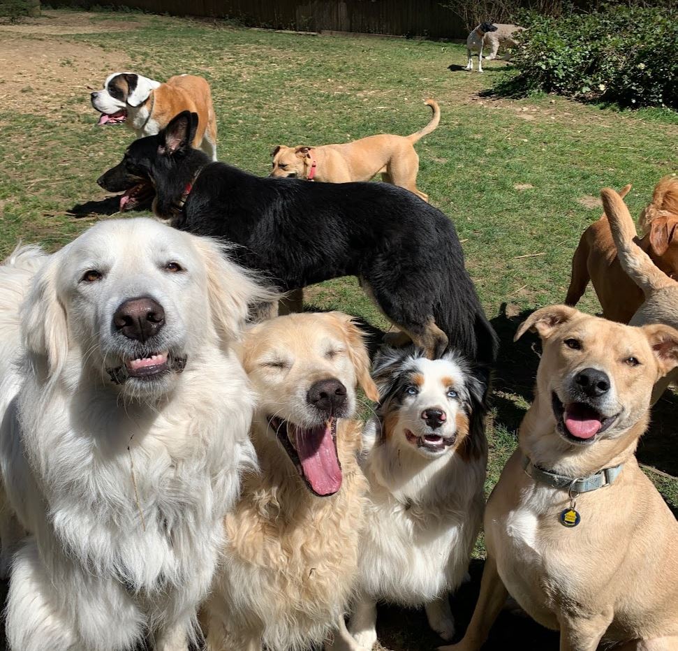 Camp Happy Paws