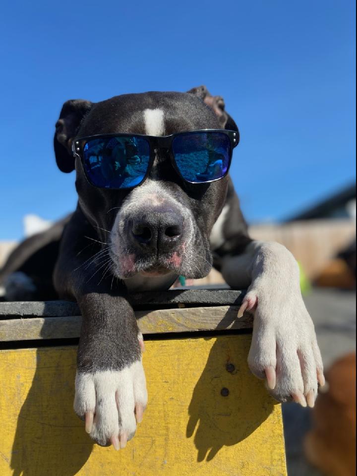 Paws & Relax Doggy Day Care Burien