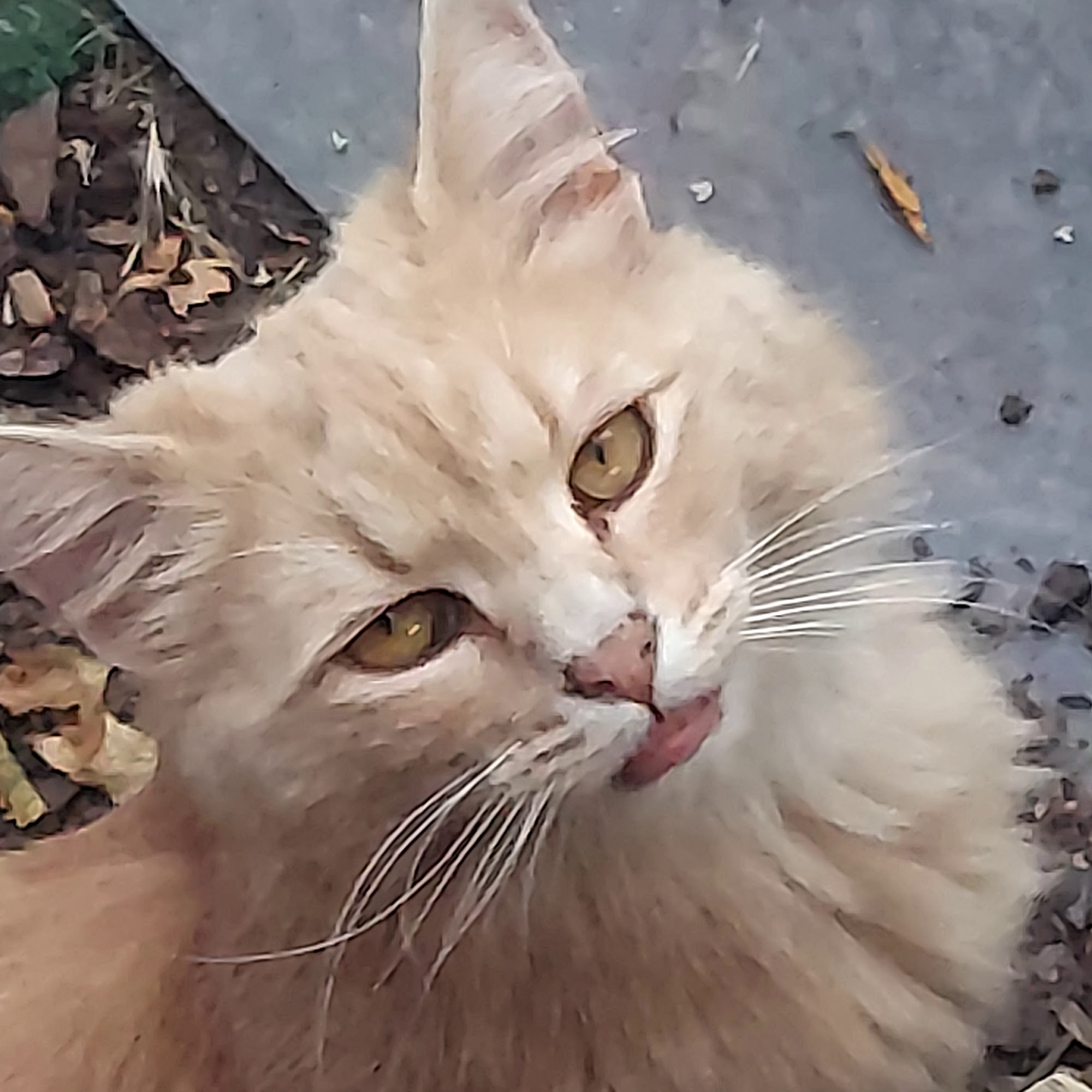 Pet Food Vet Burlington