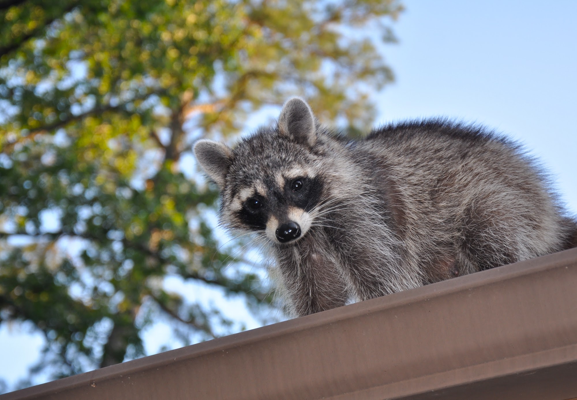 Palouse Empire Pest Control S. 616 Main Street, Colfax Washington 99111